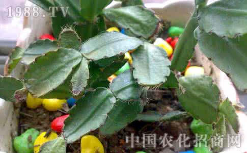 蟹爪兰叶子发蔫 蟹爪兰叶子发蔫 瓜叶菊刚买两三天叶子就都蔫了该怎么办