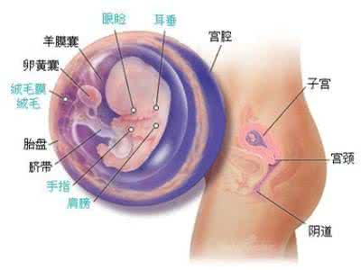 怀孕九周有什么反应 怀孕9周注意事项