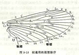 叉状脉序的植物 脉序