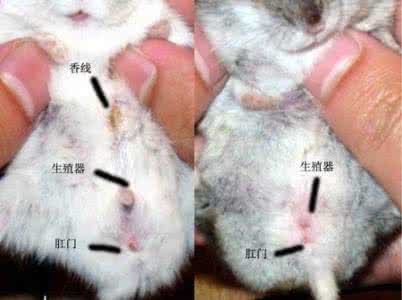 仑鼠吃什么 仑鼠不能吃什么东西？