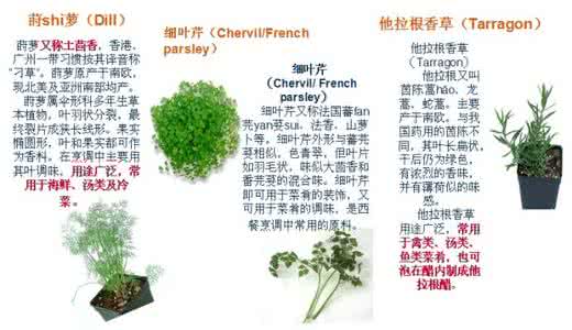 原料知识体会 西餐原料知识