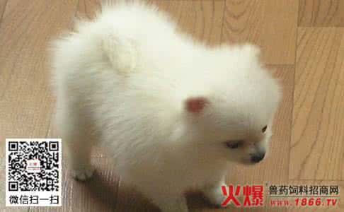 博美犬寿命 博美犬的寿命 博美犬的寿命多长，能活几年，博美能活多久?