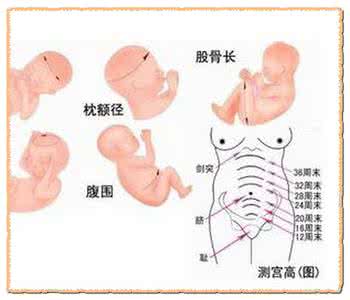 胎儿腹围是什么意思 腹围是什么意思