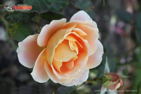 月季爱好者论坛 月季爱好者必看 《月季爱好者必看》系列一 月季常识