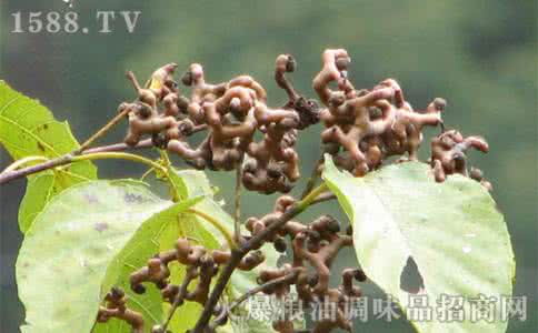 拐枣为什么没人买 拐枣什么时候成熟