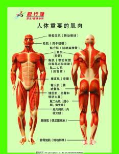 人体骨骼肌肉运动学 人体肌肉的运动是怎样子的