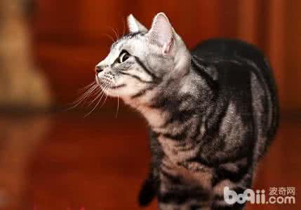 美国短毛猫的寿命 美国短毛猫寿命 美国短毛猫的寿命一般多长