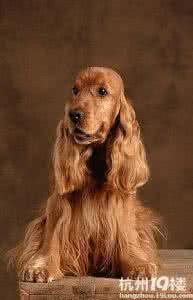 可卡犬吃什么狗粮好 可卡吃什么狗粮好 西高地白梗吃什么狗粮好