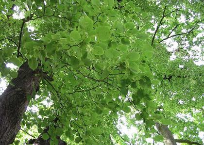 关键时刻用代码救命 在野外 这10种植物关键时刻可救命