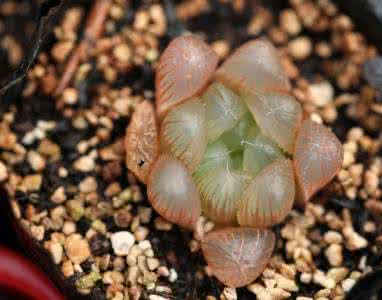 多肉植物大棚种植技术 种植技术 多肉植物怎样度夏？_种植技术