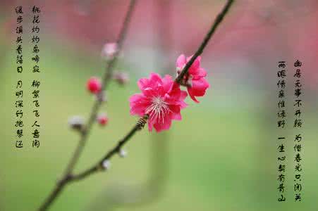 花与茶诗 花与诗