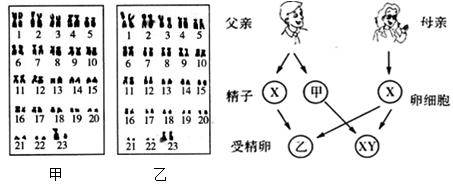 决定性别的染色体 性别决定  雌鸡的染色体  