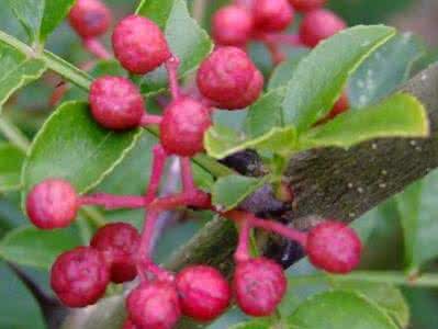 椒目葶苈汤 椒目葶苈汤 详解椒目葶苈汤