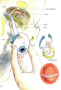 我们的身体 我们的身体 《我们的身体是如何工作的·彩图版》（扫描版）