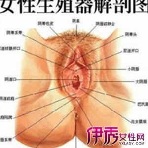 石女是什么特征图片 石女是什么特征图片 铁苋菜图片有什么特征呢?