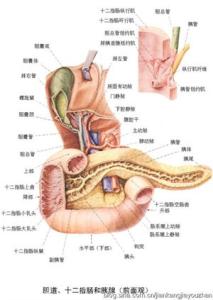胰腺癌的主要危险因素 什么原因导致胰腺癌 导致胰腺癌的主要因素
