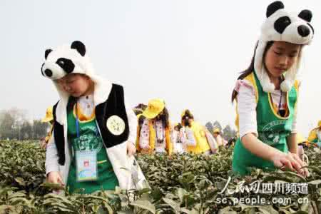 小学生画采茶叶的图画 小学生画采茶叶的图画 学生喝什么茶叶好？