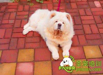 狗狗吃什么对毛发好 清理狗狗脚底毛发的必要性