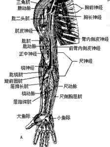 神经损伤怎样治疗 神经损伤 神经损伤的病因是什么