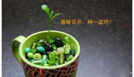 芬芳的气味玉簪 【如何种柠檬】气味芬芳，自己种一盆吧~