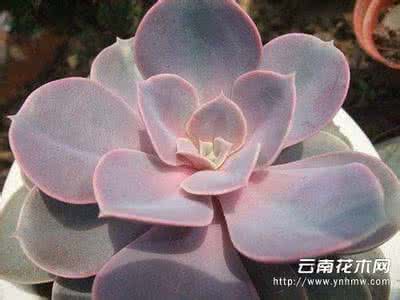 多肉植物紫珍珠怎么养 【多肉植物】紫珍珠怎么养 紫珍珠的养殖方法