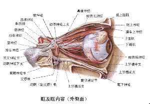 原发性三叉神经疼 原发性眶上神经痛