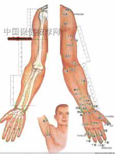 四肢经络 四肢穴位