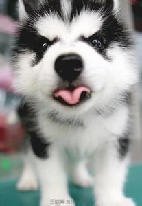 哈士奇幼犬怎么训练 哈士奇幼犬的训练技巧大全