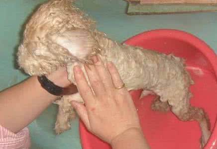 狗狗用什么洗澡比较好 怎么给贵宾犬洗澡