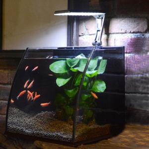 养金鱼鱼缸 养金鱼鱼缸 鱼缸养金鱼总容易死?有这几个养鱼工具就能大大提高存活率了