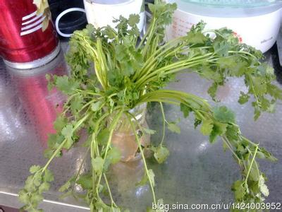 香菜保存方法 分享一个保存香菜等的方法