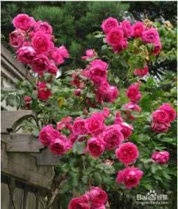 月季花能吃吗 月季花能吃吗?月季花怎么吃