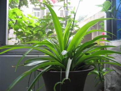 花卉植物吸“毒”排名