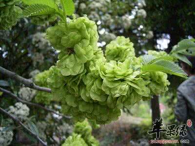 榆钱什么味道 春有榆钱,吉利味美