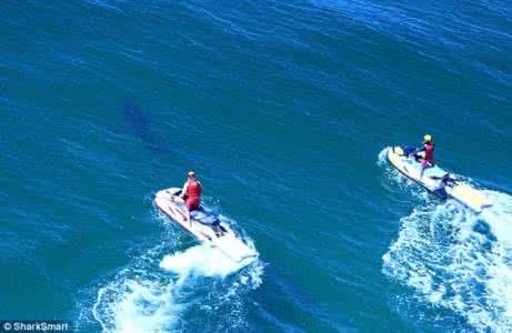 海上救生员 海上救生员——鲨鱼