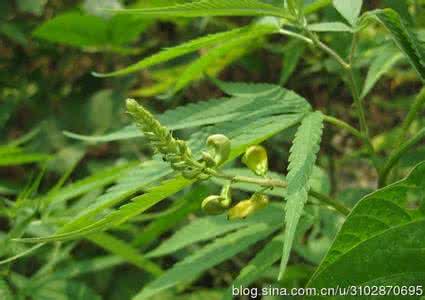 双向调节血压 可双向调节血压的“植物黄金”