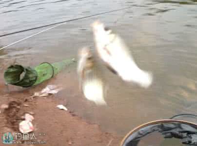 鲫鱼的钓法 鲫鱼的钓法和生活特点