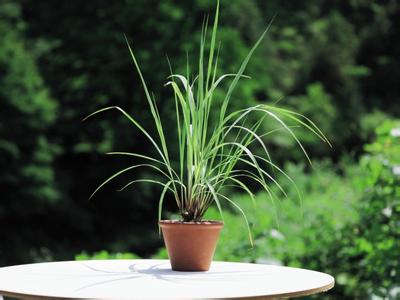 家里养什么植物防蚊虫 这些植物放家里，蚊虫都不见了！快养一盆