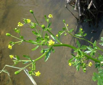 石龙芮可以吃吗 石龙芮