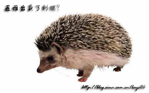是谁出卖了刺猬 原文 是谁出卖了刺猬故事