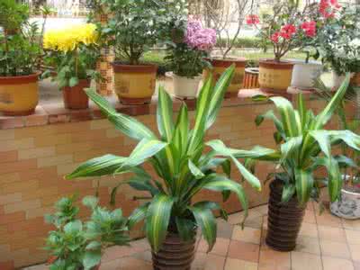 养花 由养花想到育人