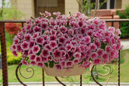 矮牵牛的养殖方法 家居装饰花卉养殖：矮牵牛的种植方法