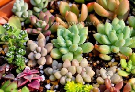 多肉植物大棚种植技术 多肉植物种植 多肉植物种植技术分享