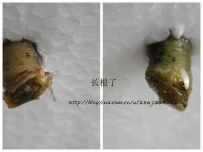 多肉植物扦插方法 【家居花园】超实手的植物扦插心得经验