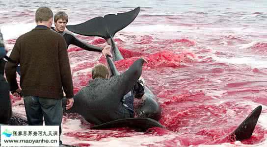 丹麦卡德龙海豚 卡德龙海豚 丹麦捕杀卡德龙海豚，到底什么情况？