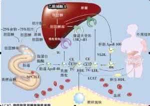 胆固醇偏高怎么办 图解：高胆固醇