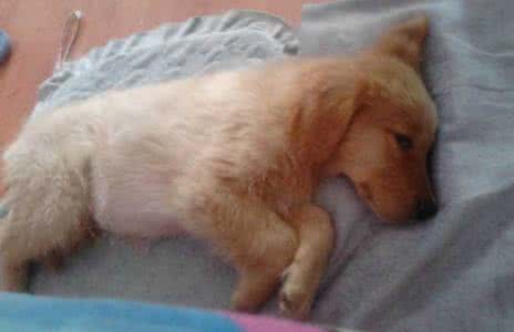 小狗翻肠子吃什么药 翻肠子 狗翻肠子怎么办 小狗翻肠吃什么药