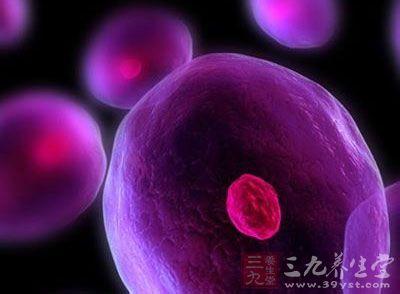 肝癌干细胞 香港学者发现肝癌干细胞标记物