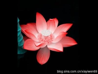一日禅集锦经典 一日禅集锦(602)