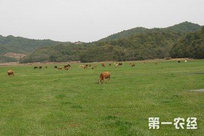 畜牧业绿色发展示范县 竹山县畜牧业绿色发展示范县创建工作成效和问题探析